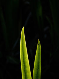 Close-up of green plant