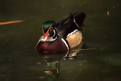 High angle view of duck swimming on lake