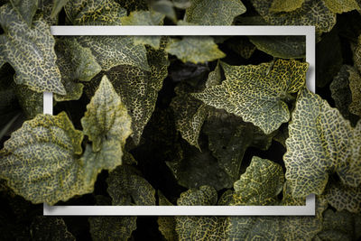 High angle view of leaves for sale in market