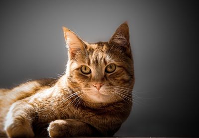 Close-up portrait of a cat