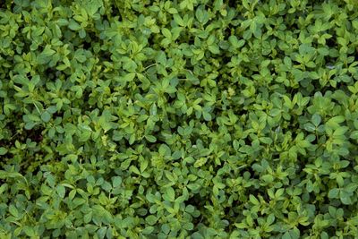 Full frame shot of plants growing on field