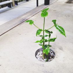 Plants growing on a tree