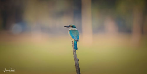 Close-up of bird perching on a plant