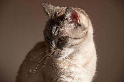 Close-up of a cat