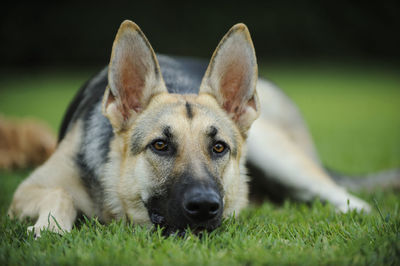 Close-up portrait of dog on field