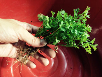 Cropped image of person holding cilantro