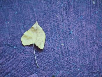 High angle view of maple leaf on leaves