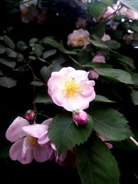 Close-up of flowers blooming outdoors