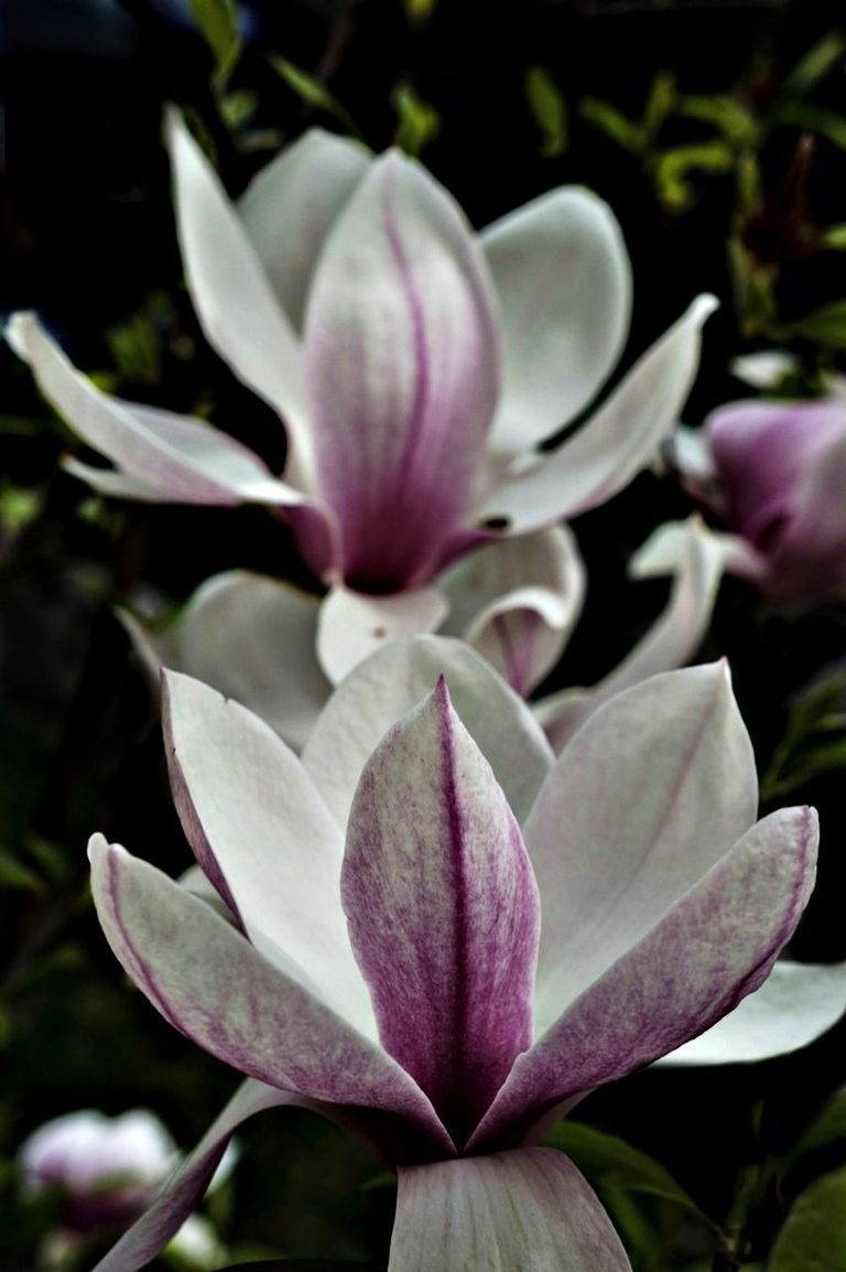 CLOSE-UP OF PINK FLOWER