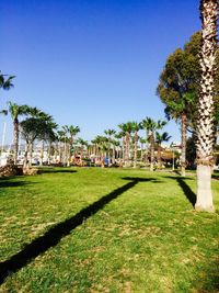 Palm trees on golf course against blue sky