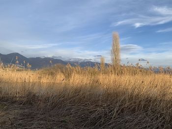 Plants growing on field against sky