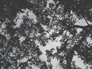 Low angle view of flowering tree against sky