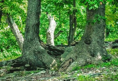 Trees in forest