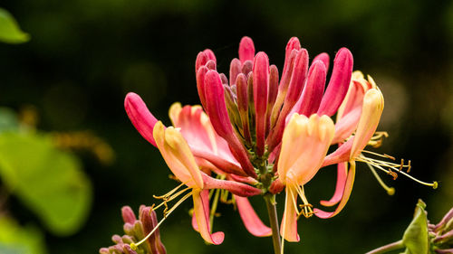 Close-up of pink flower