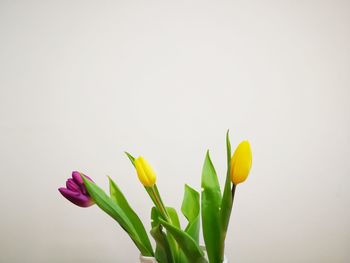 Close-up of flowers against white background