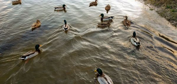 High angle view of ducks swimming in lake