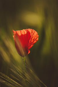 Close-up of red poppy flower