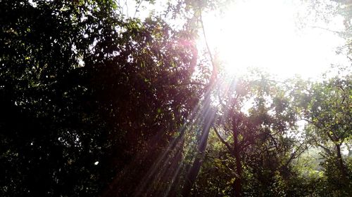 Low angle view of trees against sky