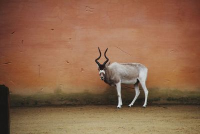 Deer standing on field