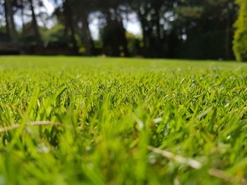 Close-up of grass in field