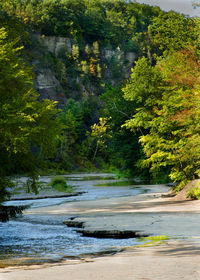 Scenic view of forest