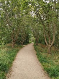 Dirt road amidst trees in forest