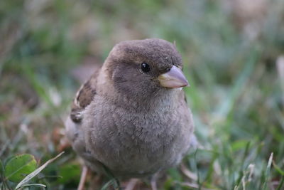 Close-up of a bird perching on a field