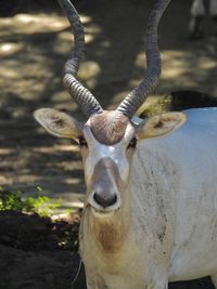 Addax  antelope 
