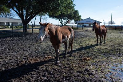 Horse in ranch