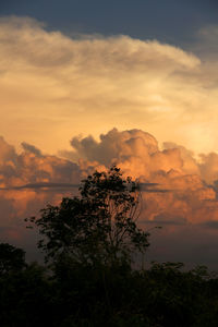 Silhouette tree against dramatic sky during sunset