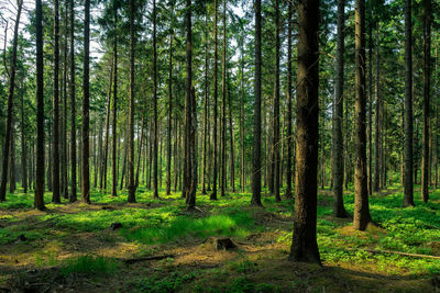 Trees in forest