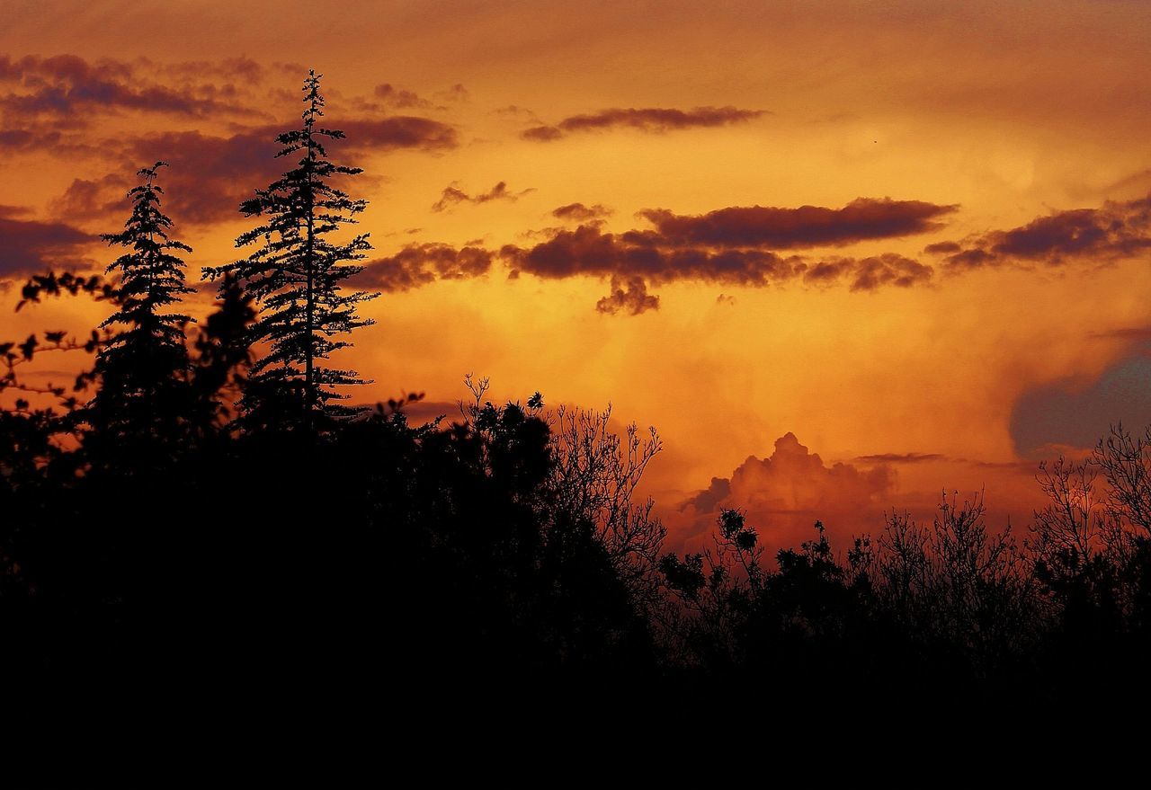 sunset, sky, beauty in nature, scenics, tranquil scene, orange color, tranquility, silhouette, cloud - sky, nature, tree, idyllic, dramatic sky, cloudy, cloud, growth, landscape, plant, outdoors, non-urban scene