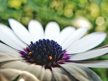 Close-up of pink flower