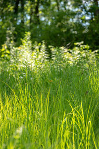 Close-up of fresh grass in field