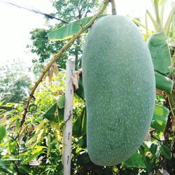 Close-up of fruits growing on tree