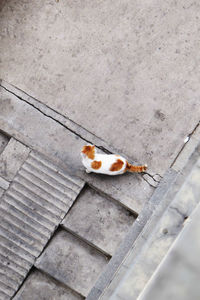 High angle view of small insect on floor