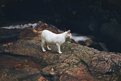 Cat lying on rock