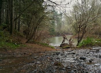 Stream passing through forest
