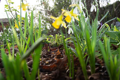 Close-up of yellow flowering plants on field