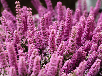 Close-up of purple flowering plants