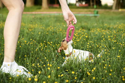 Owner plays with jack russell terrier dog in the park