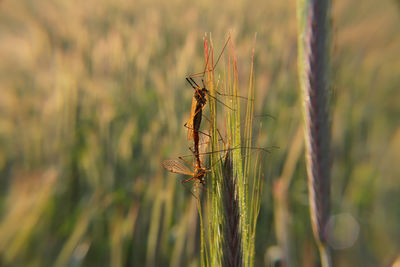 Close-up of insect