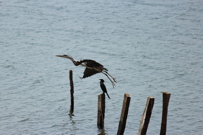 High angle view of gray heron by lake