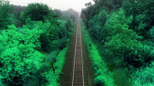 View of trees in forest