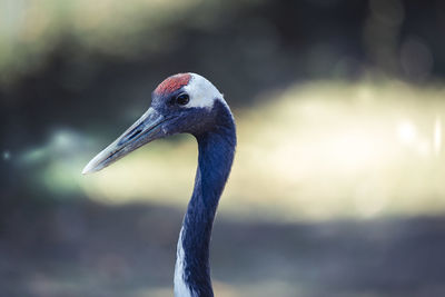 Close-up of a bird looking away