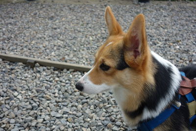 High angle view of dog looking away