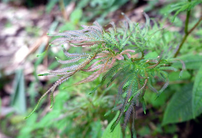 Close-up of lizard on plant