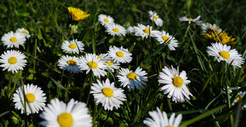 Close-up of white daisy flowers