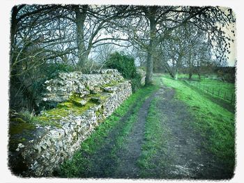 Bare trees on field