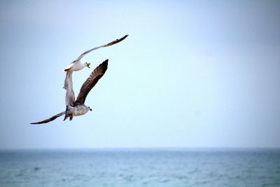 Seagulls flying over sea against sky